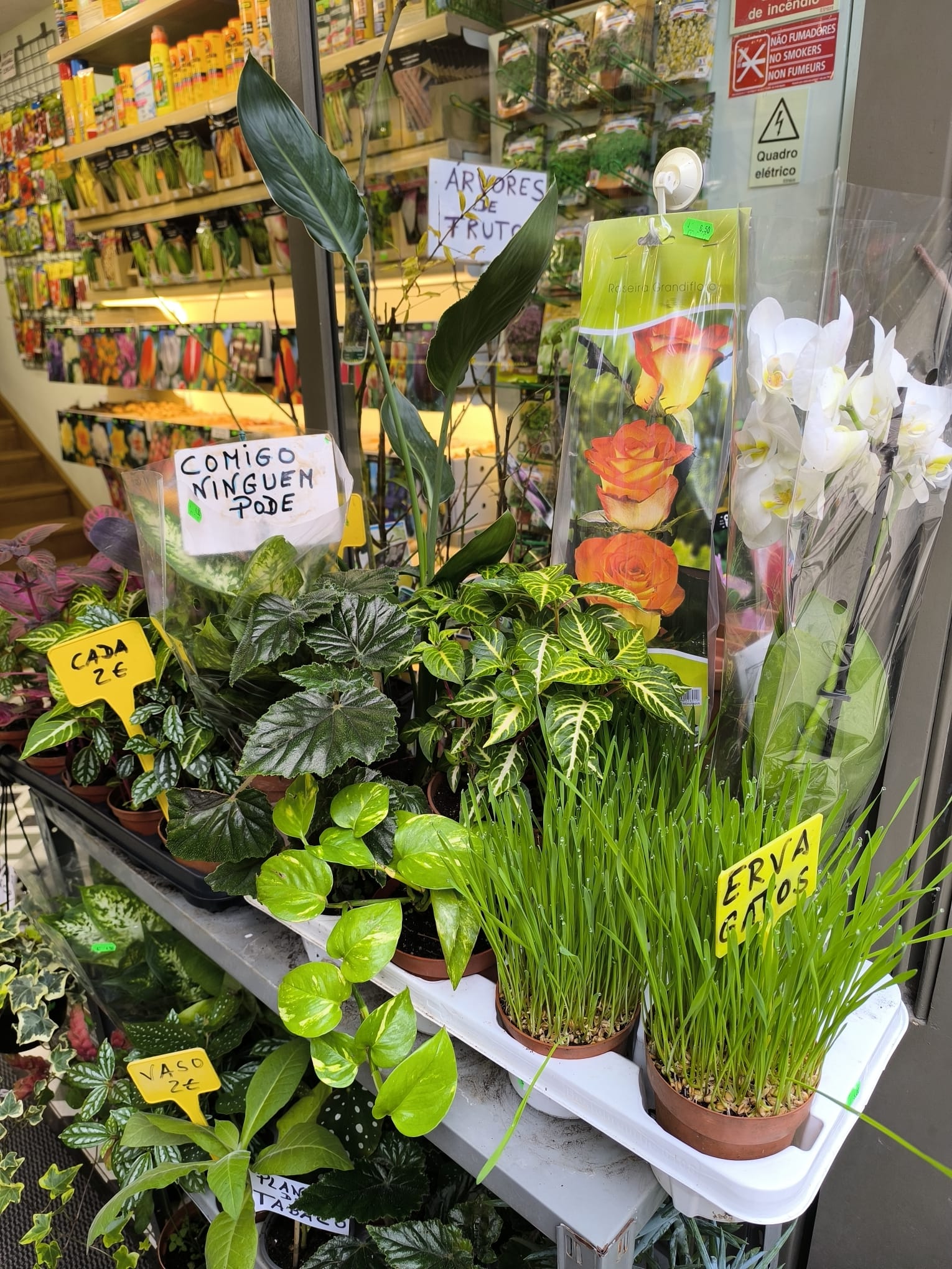 Coleção de Plantas de Interior e Decoração